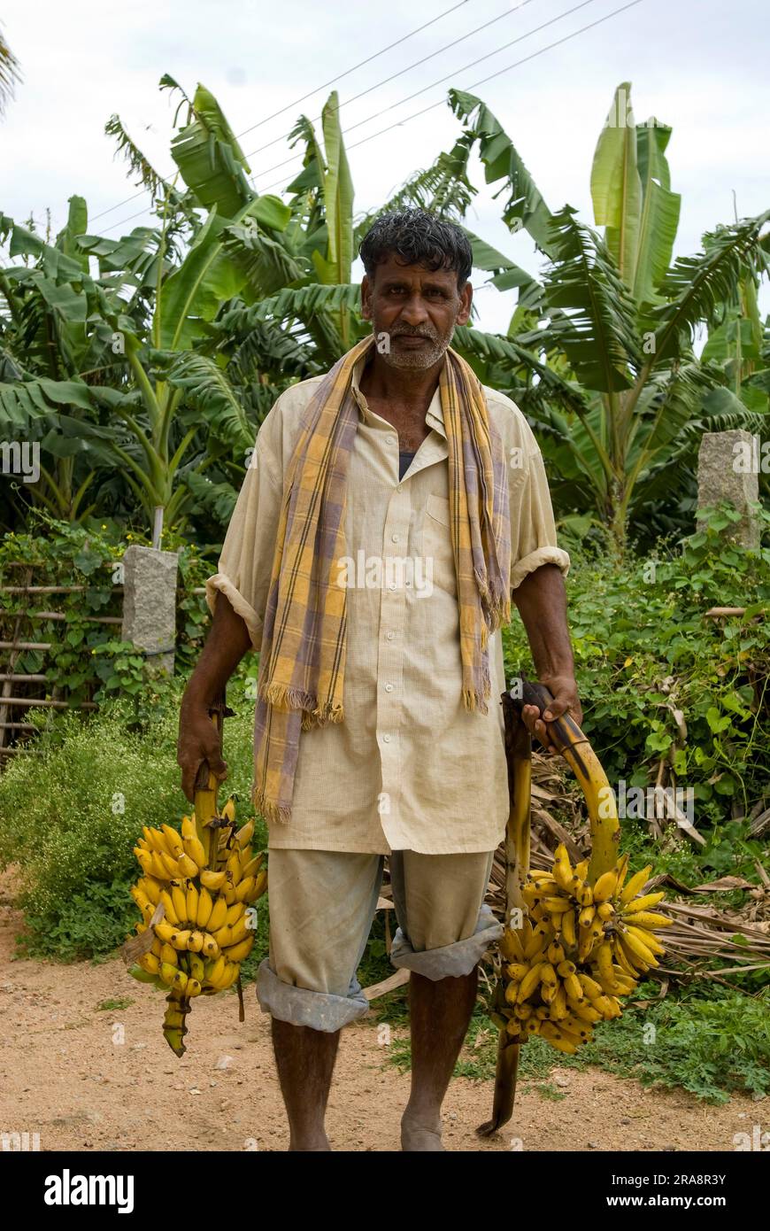 A planter carrying a bunch of banana in Hampi, Karnataka, South India