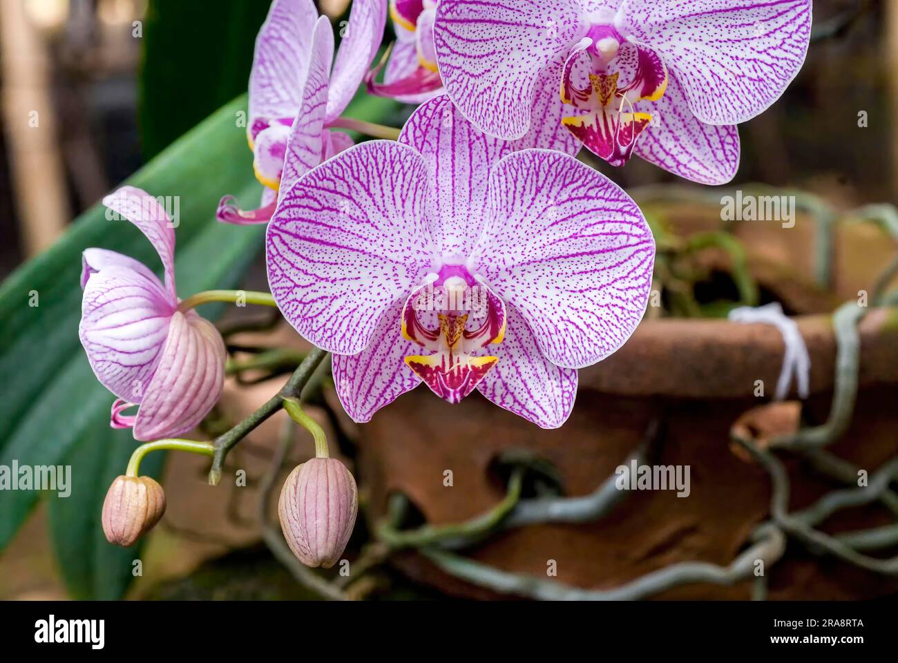 Moth orchids (Aâ€” Doritaenopsis) Kerala, South India, India, Asia Stock Photo