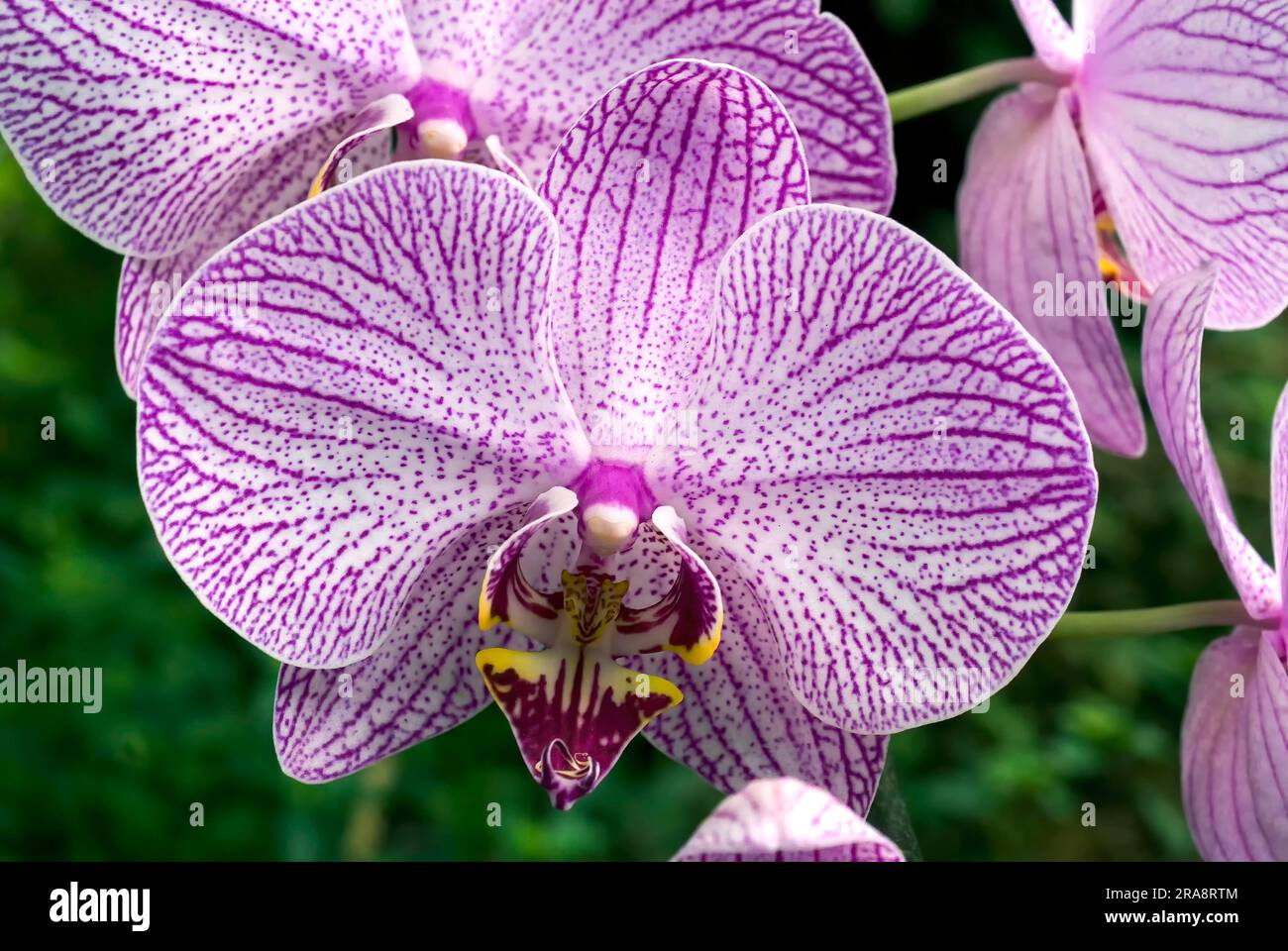 Moth orchids (Aâ€” Doritaenopsis) Kerala, South India, India, Asia Stock Photo Alamy