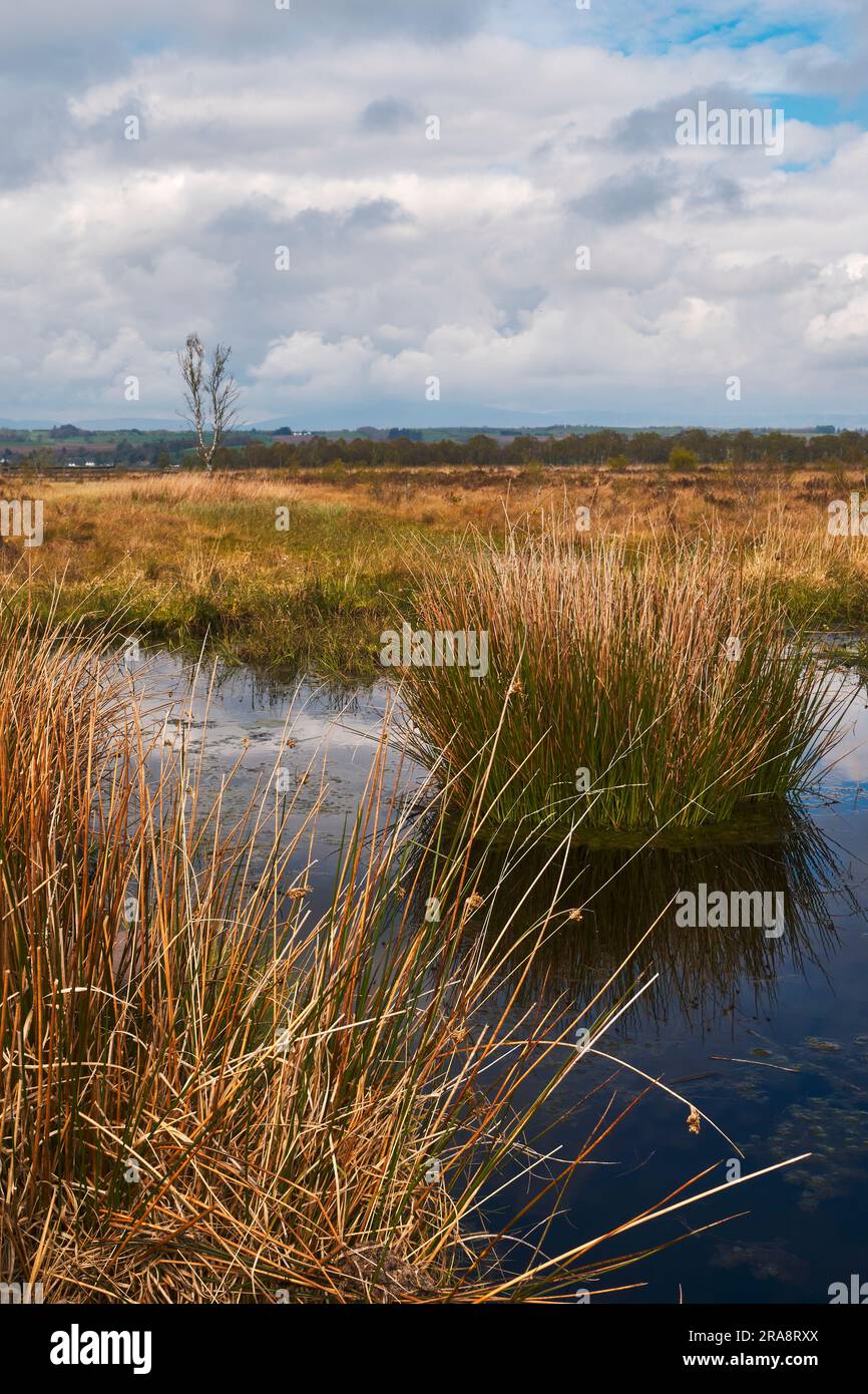 Portrait view of Flander's Moss nature reserve. Flander's Moss is a large area of peatland and bog which is remnants of a much larger ecosystem presen Stock Photo
