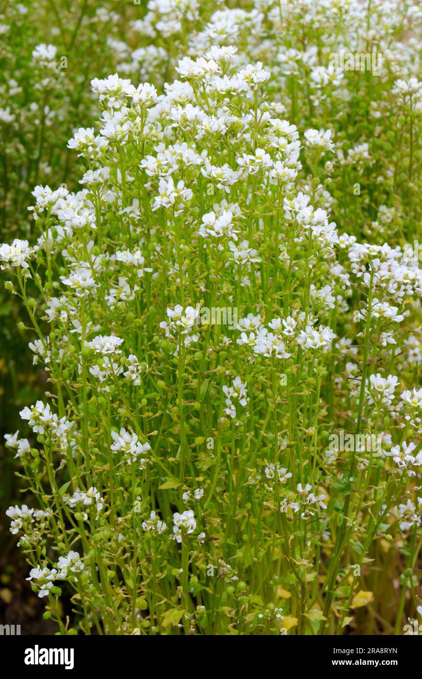Spoonbane, true spoonwort (Cochlearia officinalis), scurvy, bittercress, spooncress, spoonwort Stock Photo