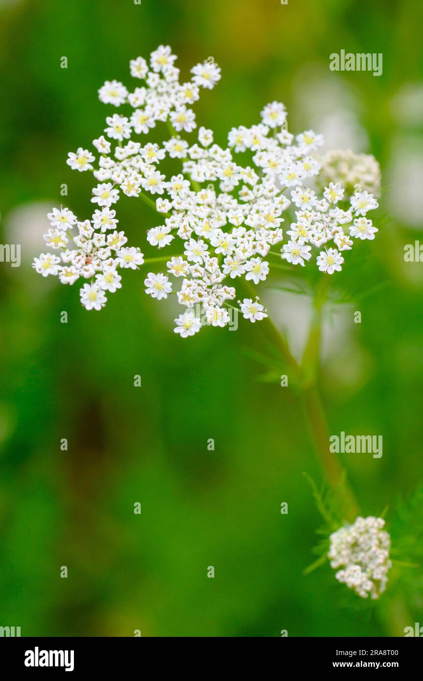 Common Caraway (Carum carvi), Caraway seed Stock Photo
