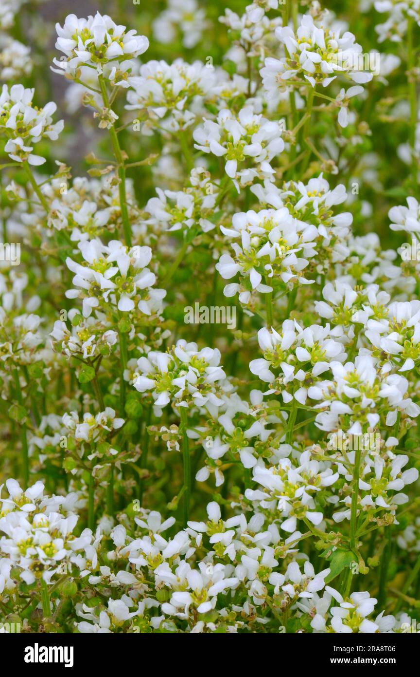 Spoonbane, true spoonwort (Cochlearia officinalis), scurvy, bittercress, spooncress, spoonwort Stock Photo