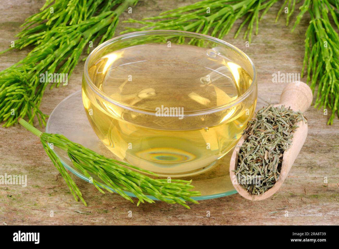 Cup with field horsetail tea (Equisetum arvense), horsetail tea Stock