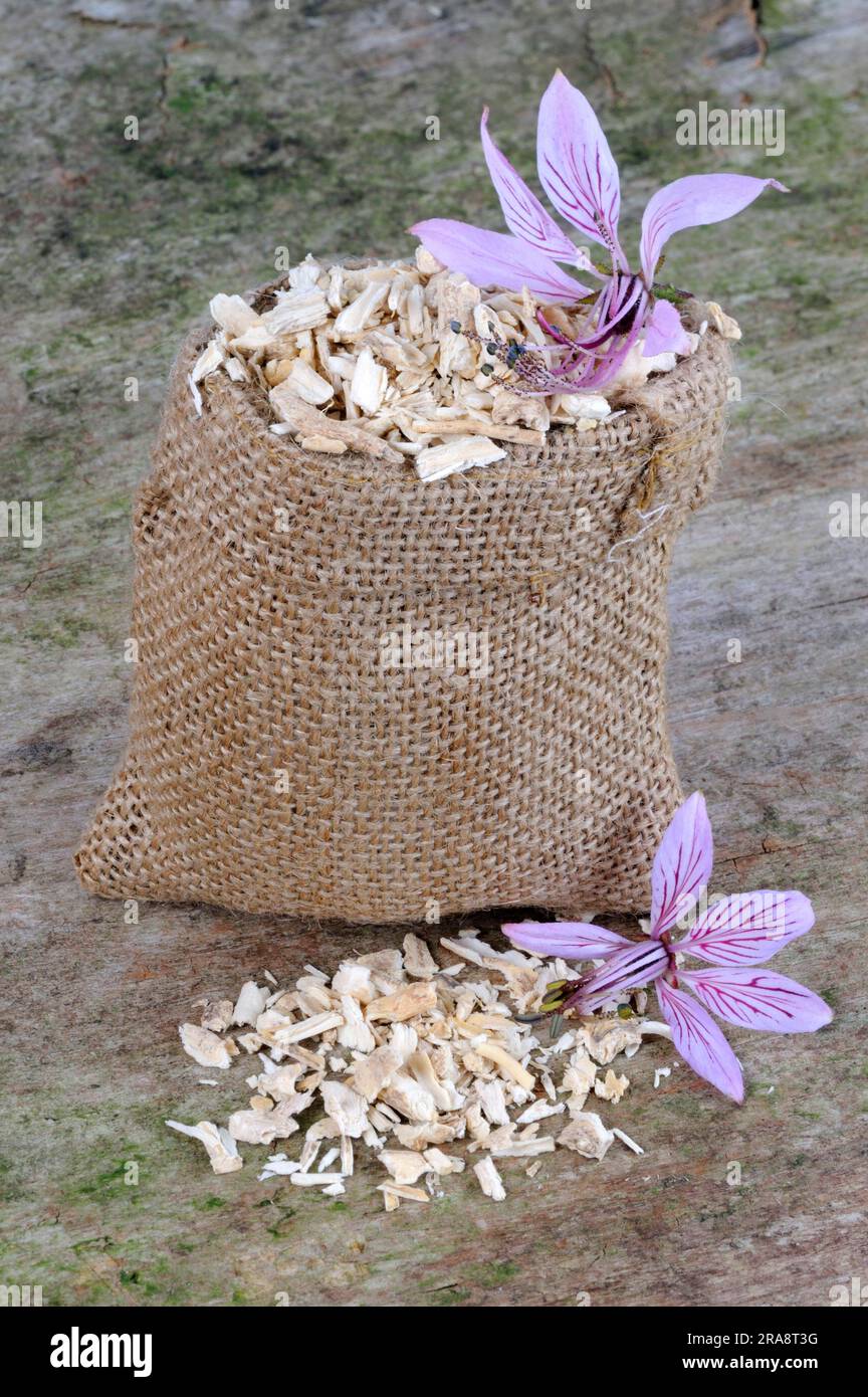 Burning bush, dried roots, diptam, ashroot (Dictamnus albus Stock Photo ...