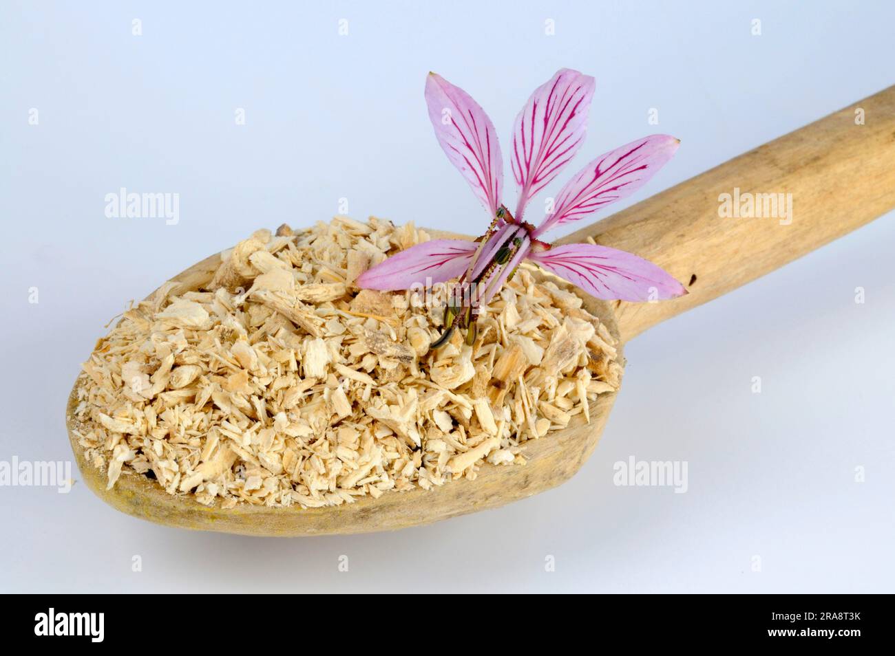 Burning bush, dried roots, diptam, ashroot (Dictamnus albus Stock Photo ...