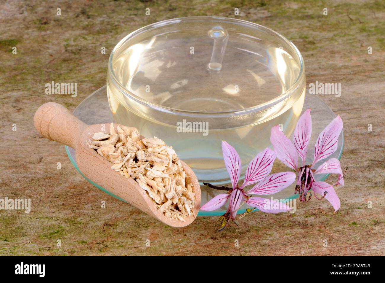 Cup of Diptam Tea, Burning Bush, Ashwort (Dictamnus albus Stock Photo ...