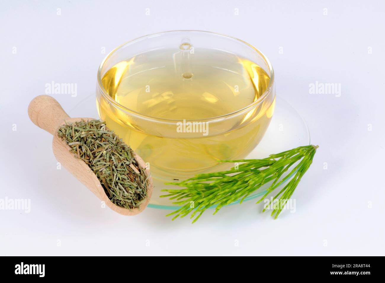 Cup with field horsetail tea (Equisetum arvense), horsetail tea Stock