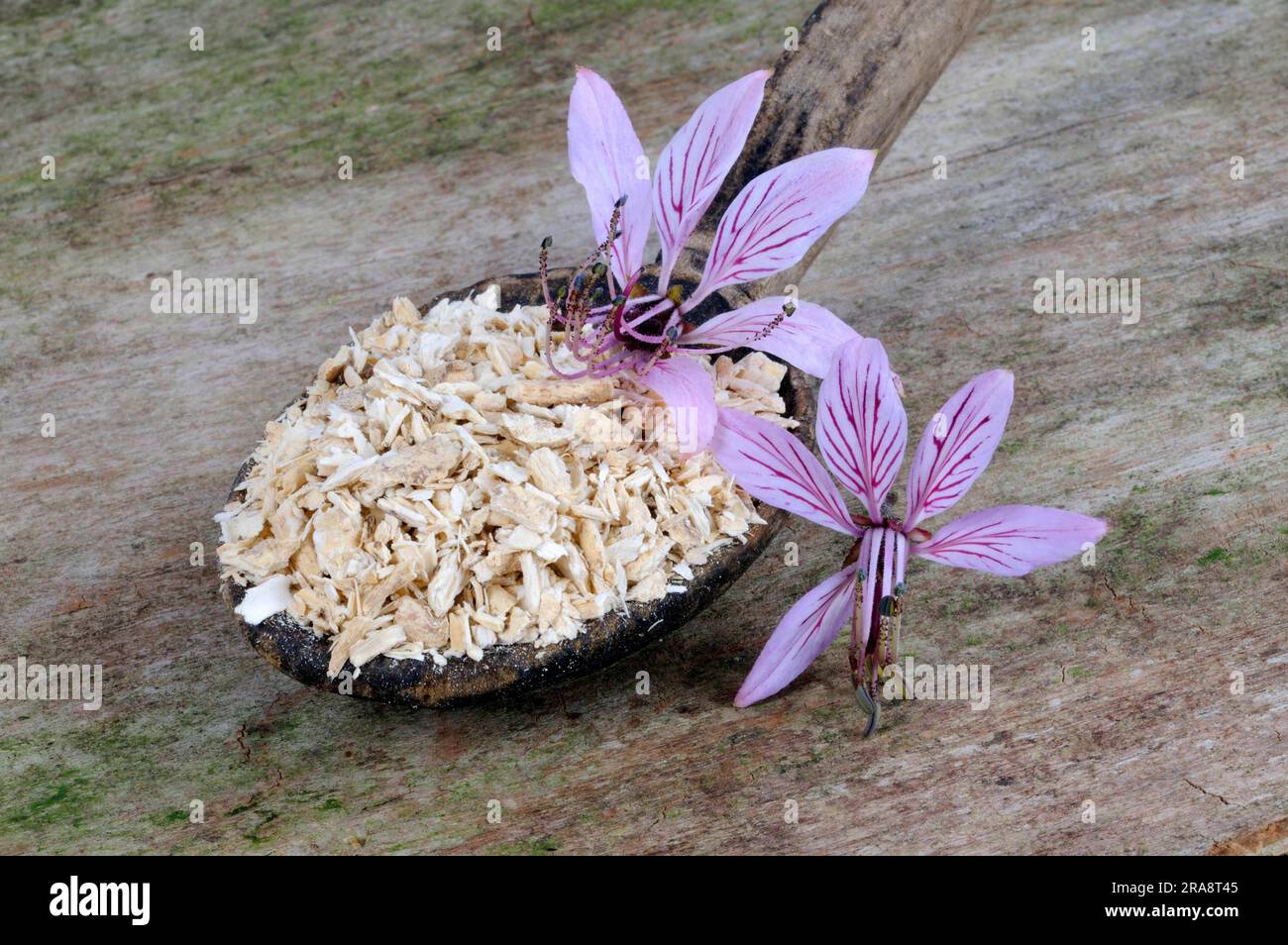 Burning bush, dried roots, diptam, ashroot (Dictamnus albus Stock Photo ...