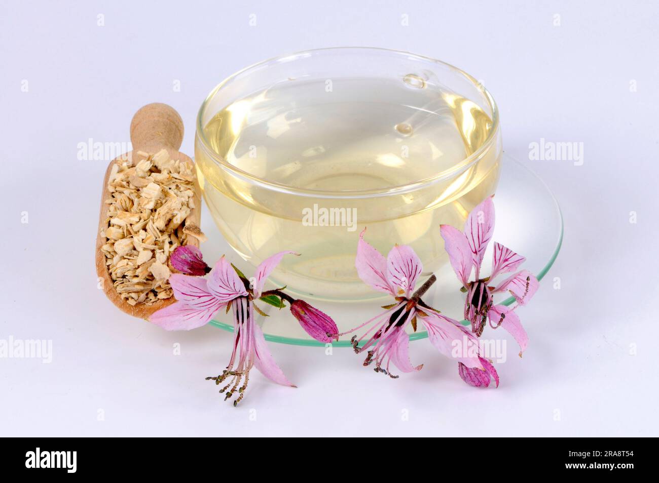 Cup with diptam tea, burning bush (Dictamnus albus), Ashroot Stock ...
