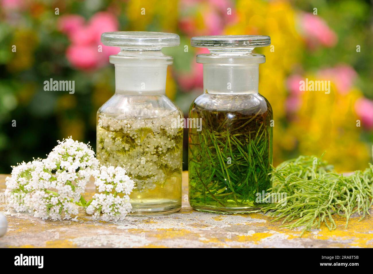 Field horsetail (Equisetum arvense) and bitters with yarrow (Achillea ...