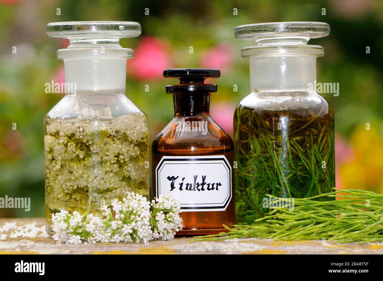 Field horsetail (Equisetum arvense) and bitters with yarrow (Achillea ...