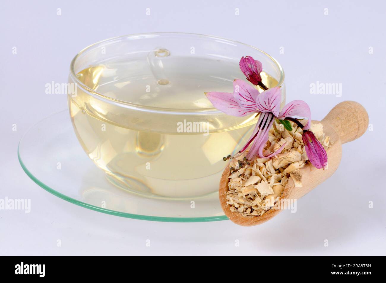Cup with diptam tea, burning bush (Dictamnus albus), Ashroot Stock ...