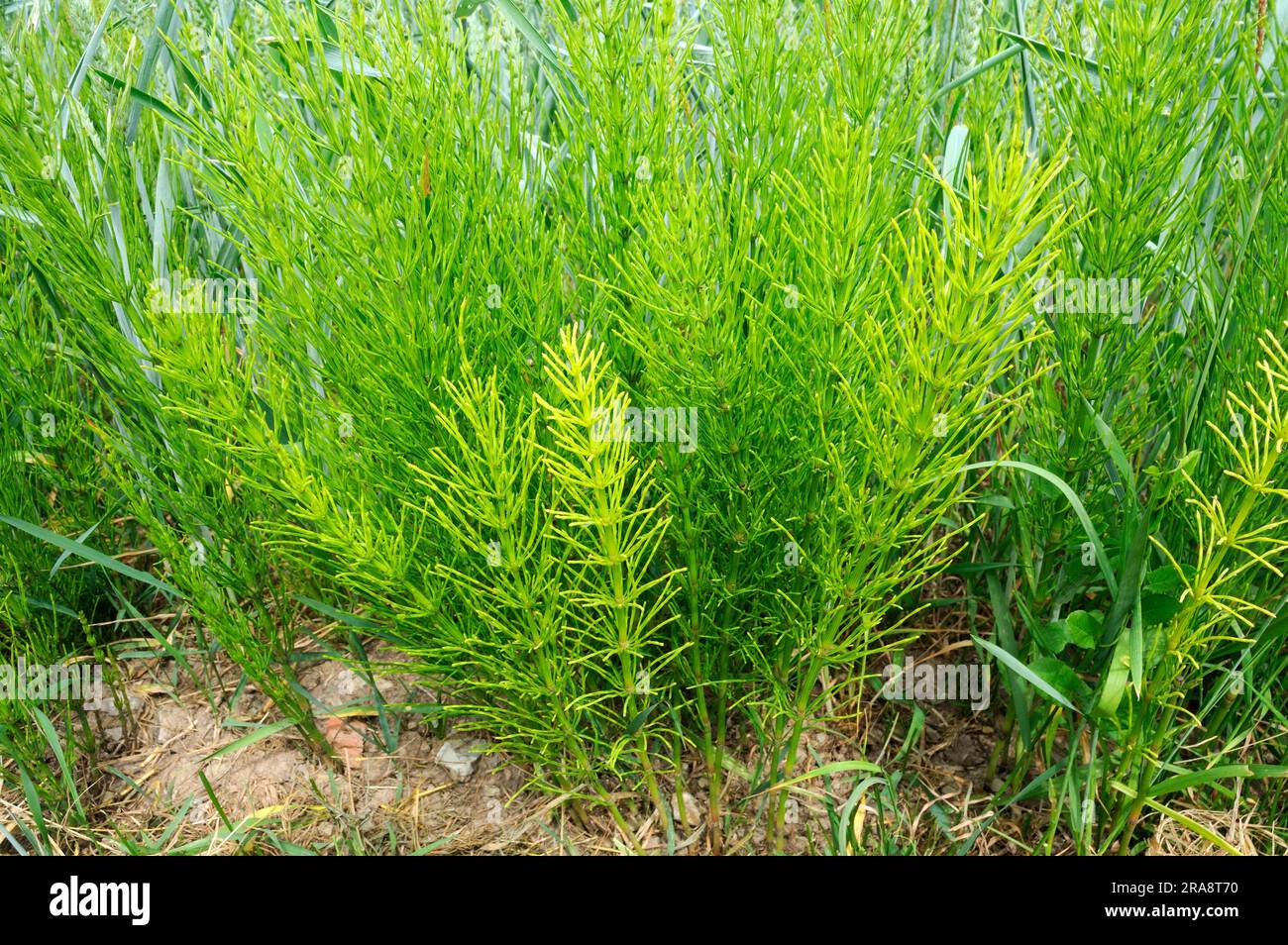 Field Horsetail (Equisetum arvense Stock Photo Alamy