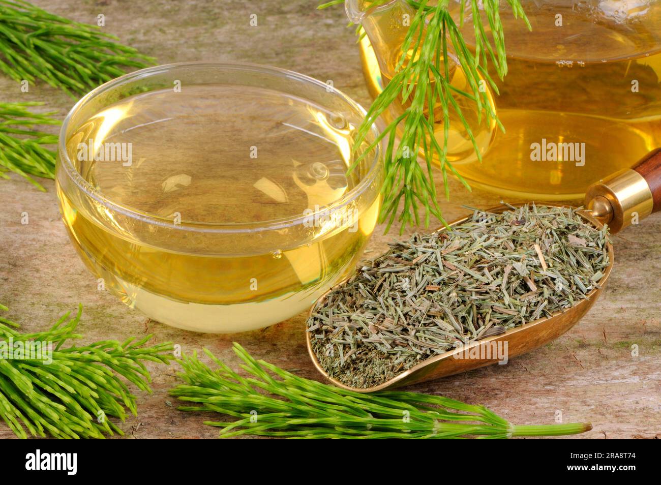 Cup with field horsetail tea (Equisetum arvense), horsetail tea Stock