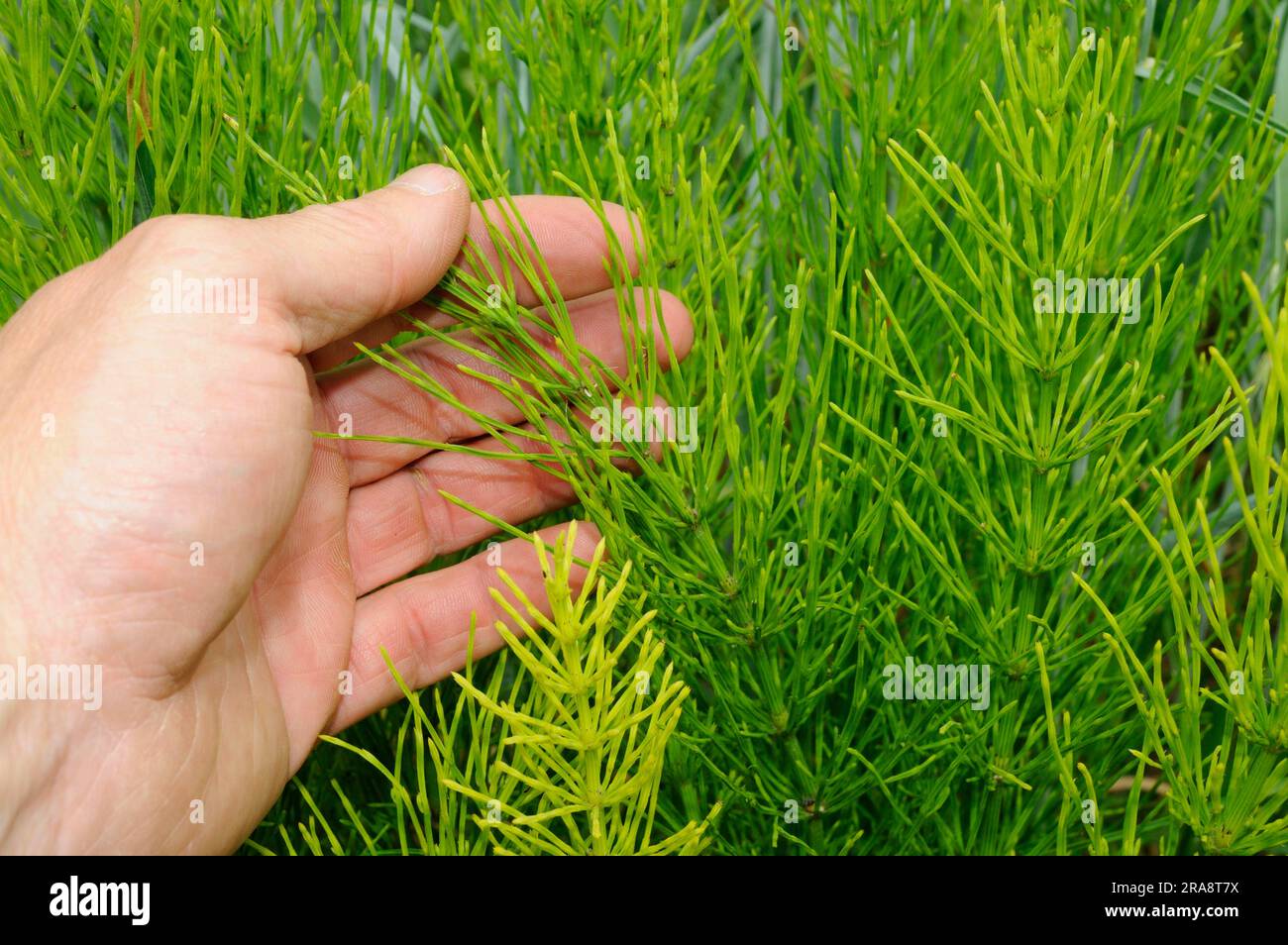 Field Horsetail (Equisetum arvense Stock Photo Alamy