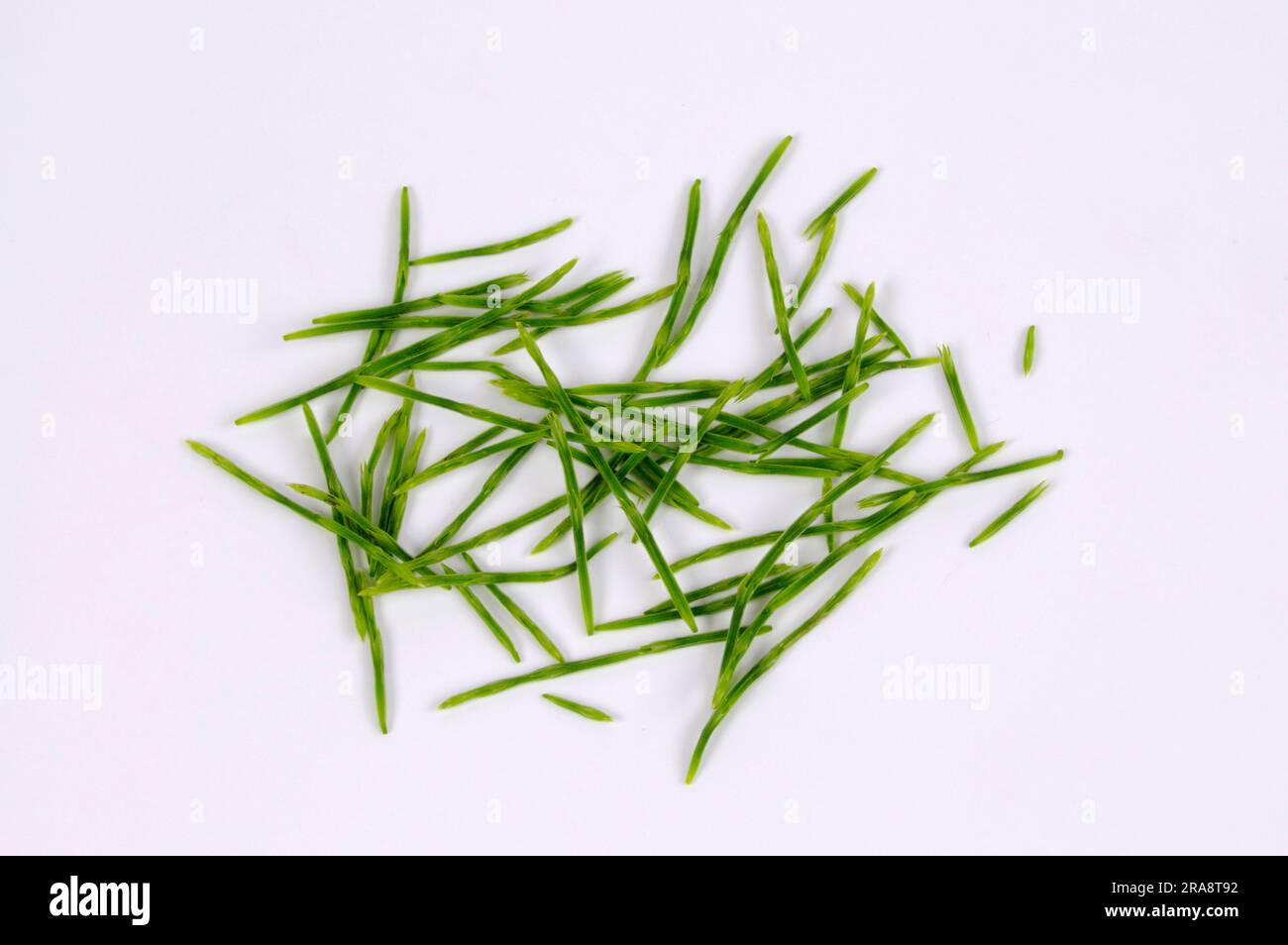 Field Horsetail (Equisetum arvense Stock Photo Alamy