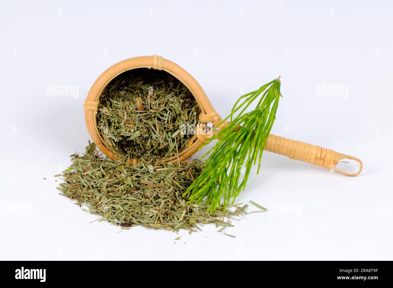 Field horsetail (Equisetum arvense), dried Stock Photo Alamy