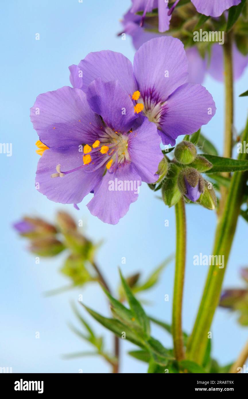 Jacob's ladder, blue sky ladder, blue blocking weed (Polemonium caeruleum) Stock Photo