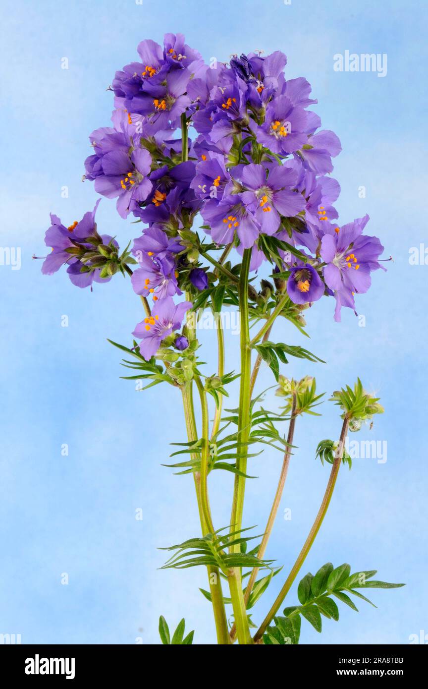 Jacob's ladder, blue sky ladder, blue blocking weed (Polemonium caeruleum) Stock Photo