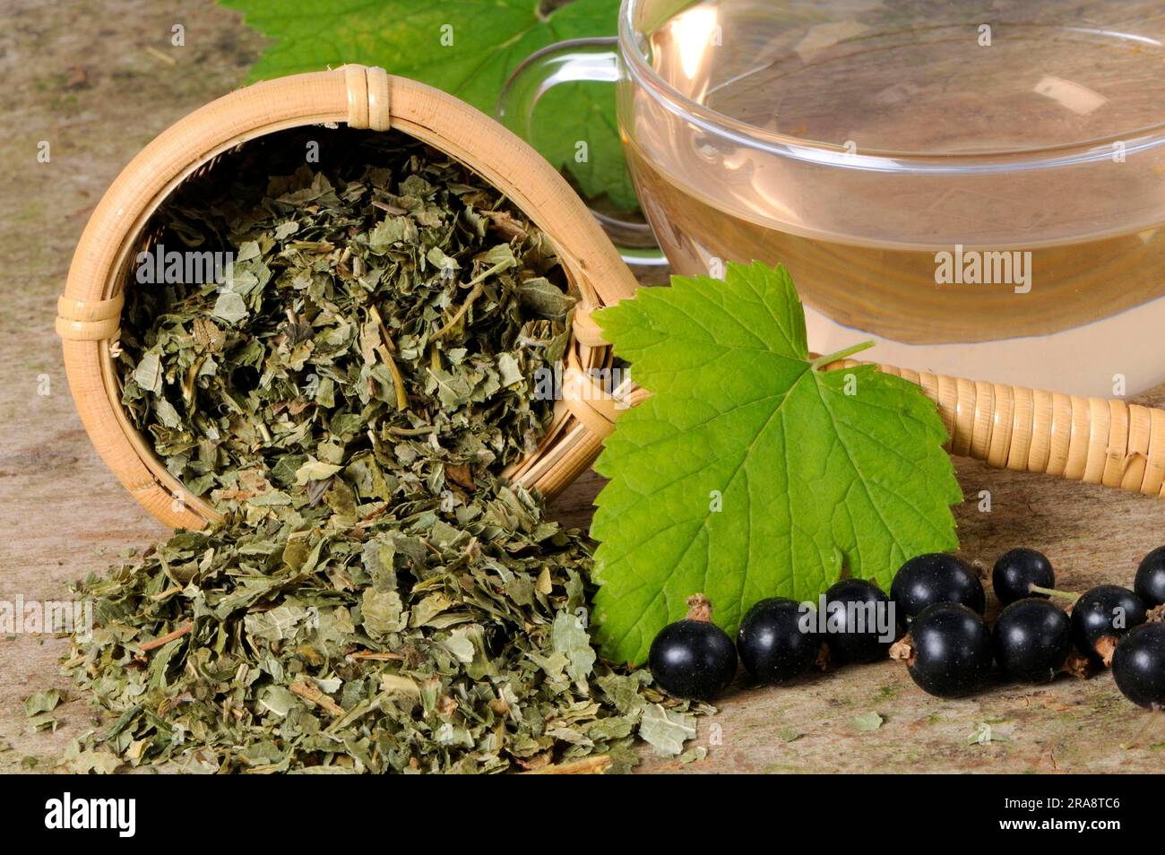 Black currant (Ribes nigrum), cup of currant tea Stock Photo