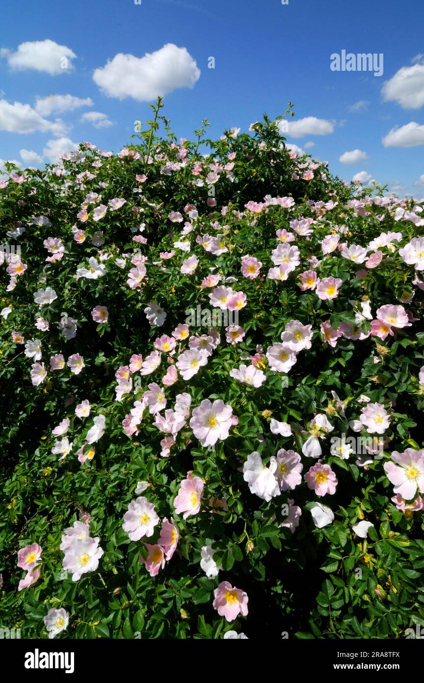 Field rose (Rosa arvensis) Stock Photo