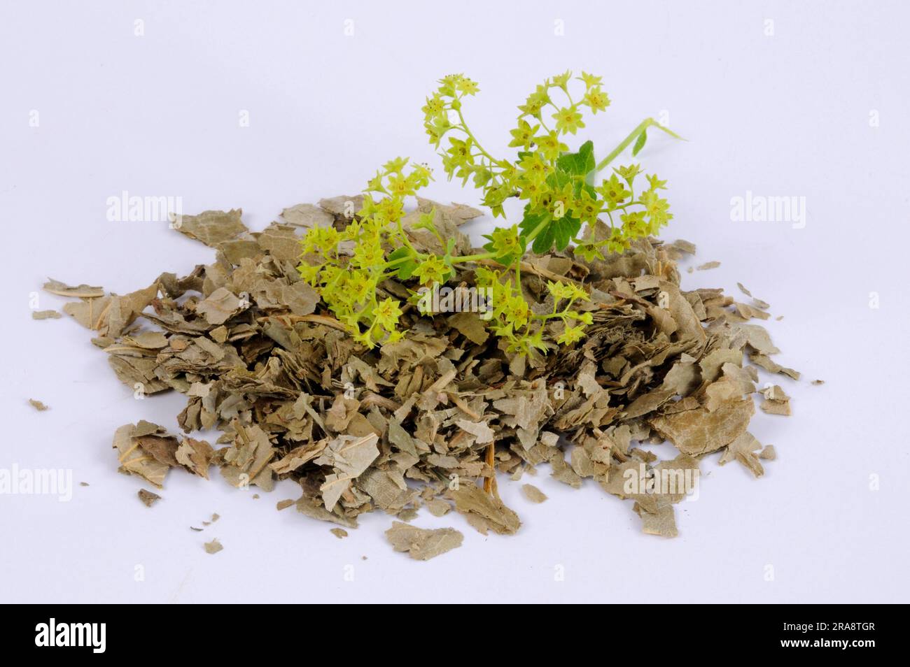 Common common lady's mantle (Alchemilla vulgaris), dried, free-standing, object Stock Photo