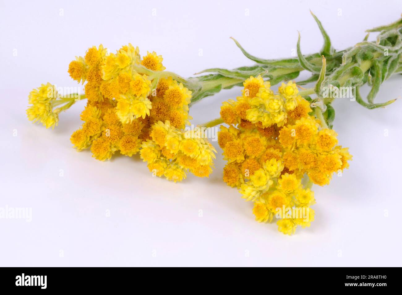 Mountain Everlasting (Antennaria dioica) Stock Photo