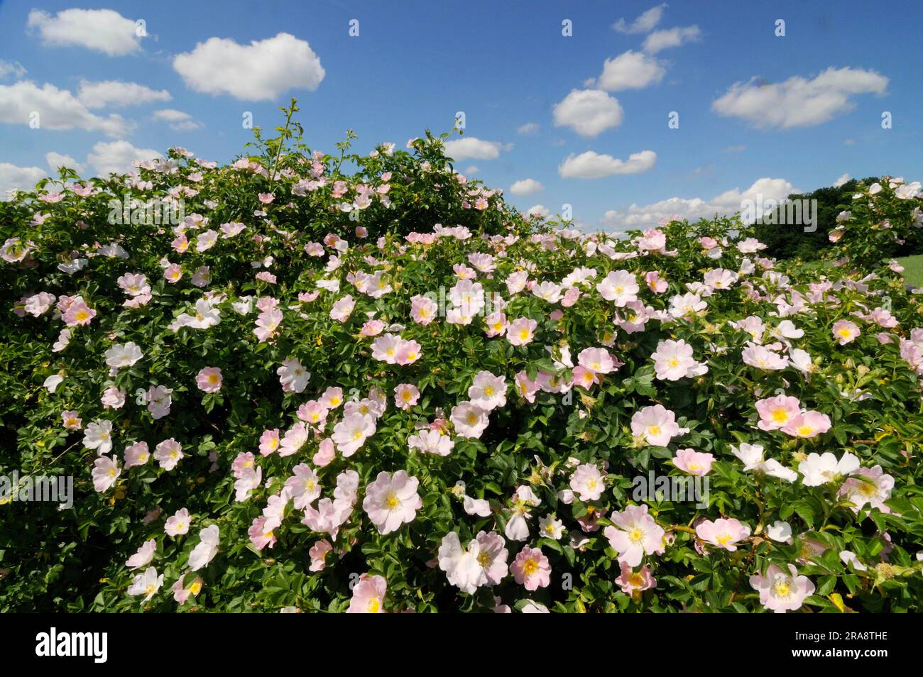 Field rose (Rosa arvensis) Stock Photo