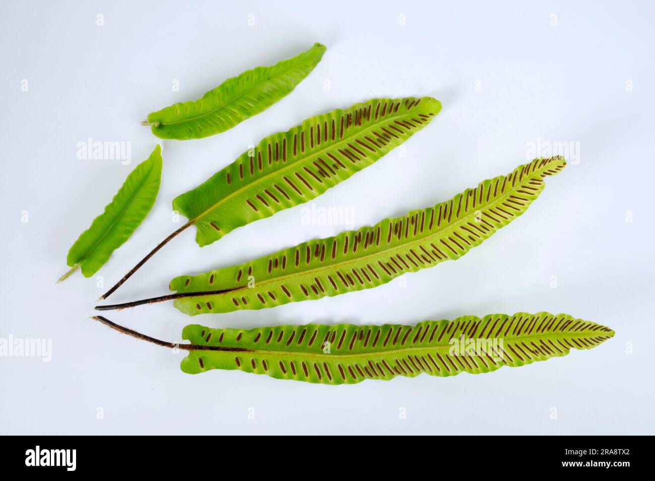 Hart'stongue fern (Asplenium scolopendrium) leaf underside, deer