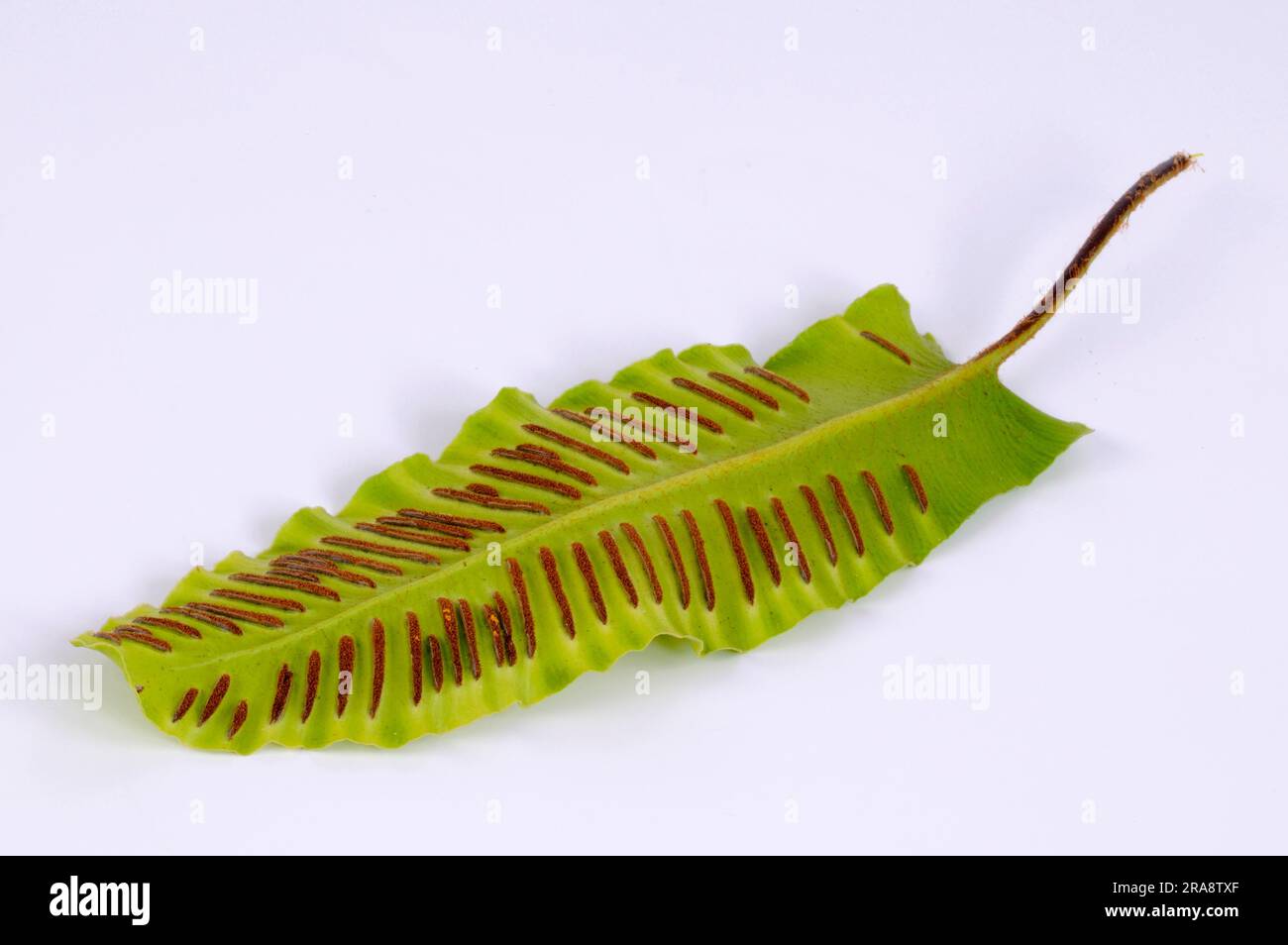 Hart'stongue fern (Asplenium scolopendrium) leaf underside, deer