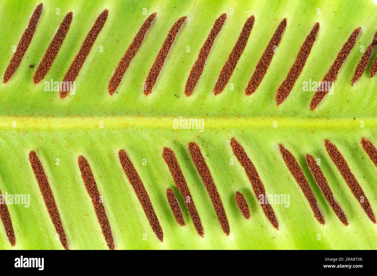Hart'stongue fern (Asplenium scolopendrium) leaf underside, deer