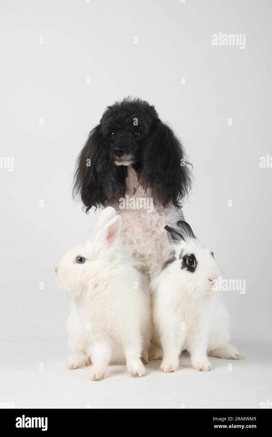 Dwarf hotot rabbit hi-res stock photography and images - Alamy