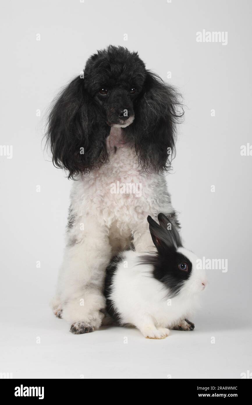 Small poodle, harlequin, and lion's mane dwarf rabbit, black and white ...