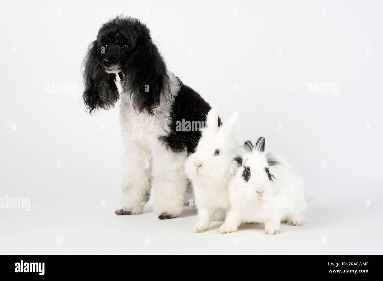 Small poodle, harlequin, and lion's mane dwarf rabbits, white and hotot ...