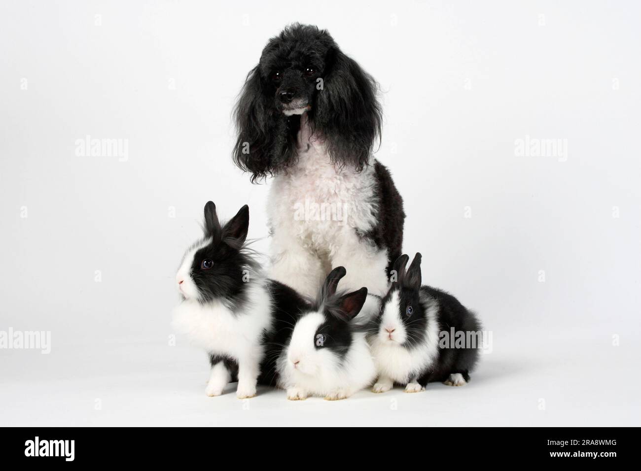 Small poodle, harlequin, and lion's mane dwarf rabbit, black and white ...