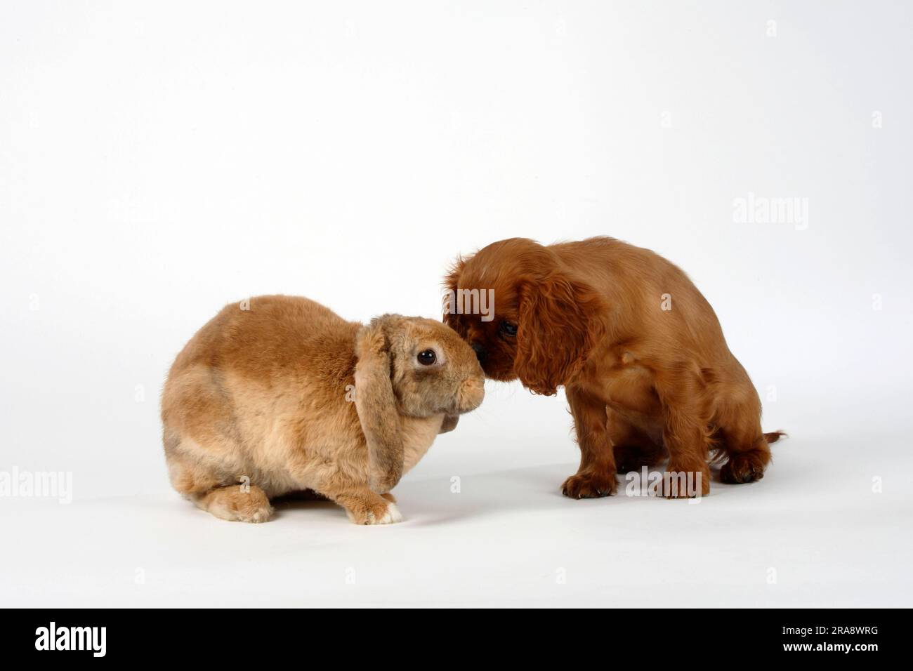 Apricot with Japanese markings, 17 weeks, and Cavalier King Charles