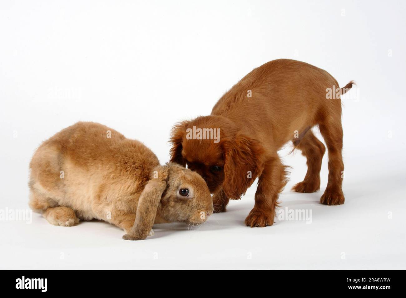 Apricot with Japanese markings, 17 weeks, and Cavalier King Charles