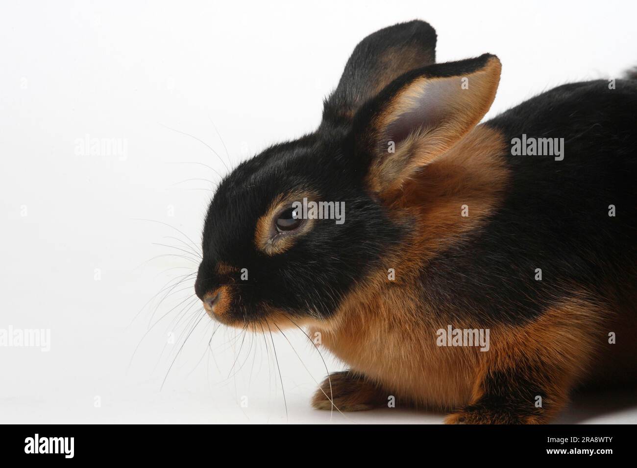 Light brown rabbit, 13 weeks, domestic rabbit Stock Photo - Alamy