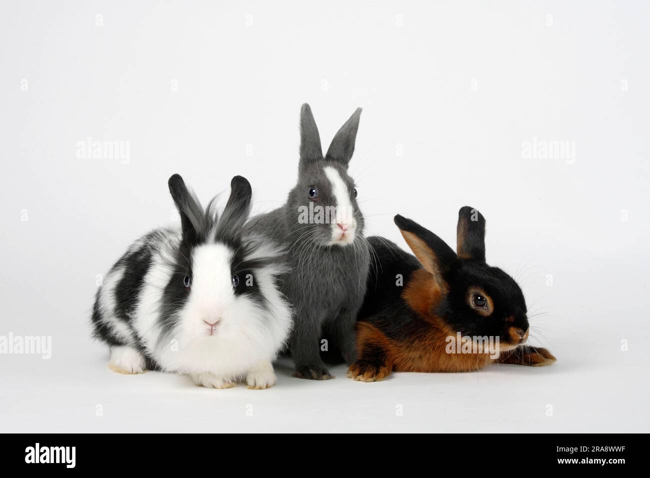 Lion's mane dwarf rabbit, black and white, 13 weeks, dwarf rabbit, colour dwarf, blue with white, 15 weeks, and tan rabbit, black and tan, lion's Stock Photo