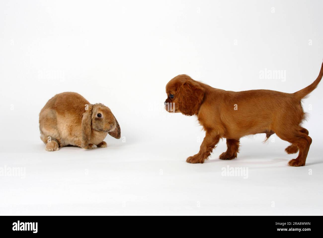 Apricot with Japanese markings, 17 weeks, and Cavalier King Charles