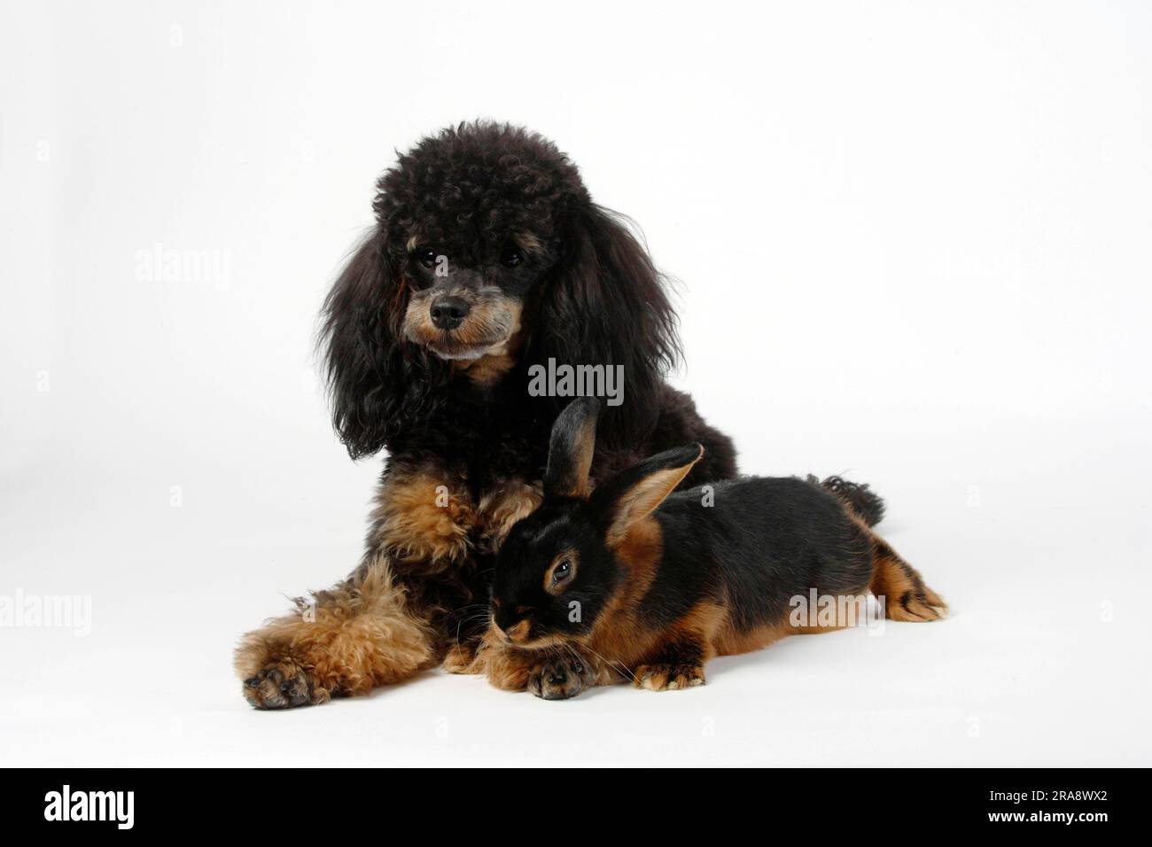 Dwarf poodle, black-light brown, and tan rabbit, 13 weeks, domestic ...