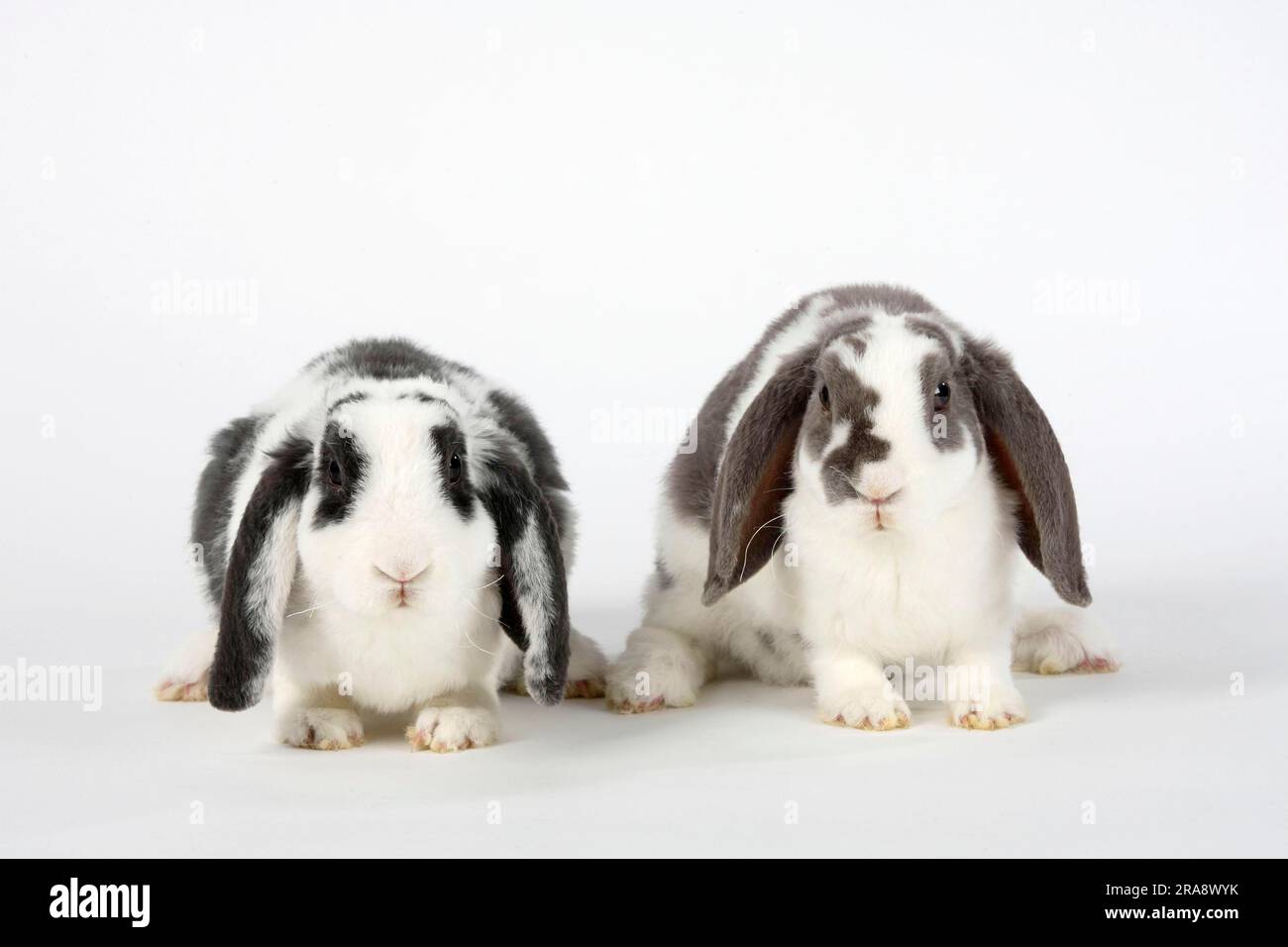 Lilac-white and blue-white, 14 weeks, Rex dwarf rams, ram rabbits, dwarf ram rabbits, domestic rabbits Stock Photo
