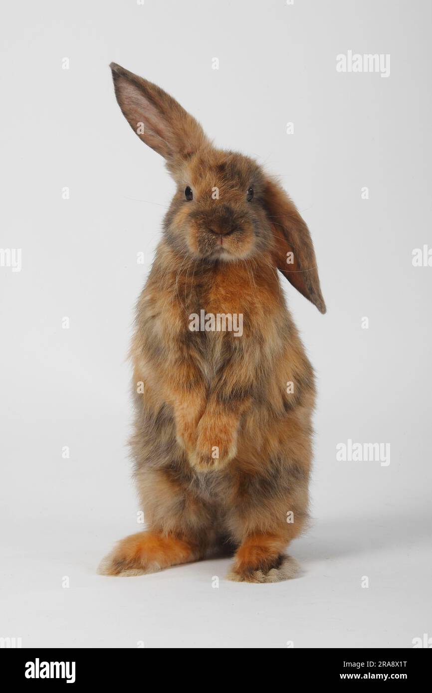 Japanese rabbit hi-res stock photography and images - Alamy