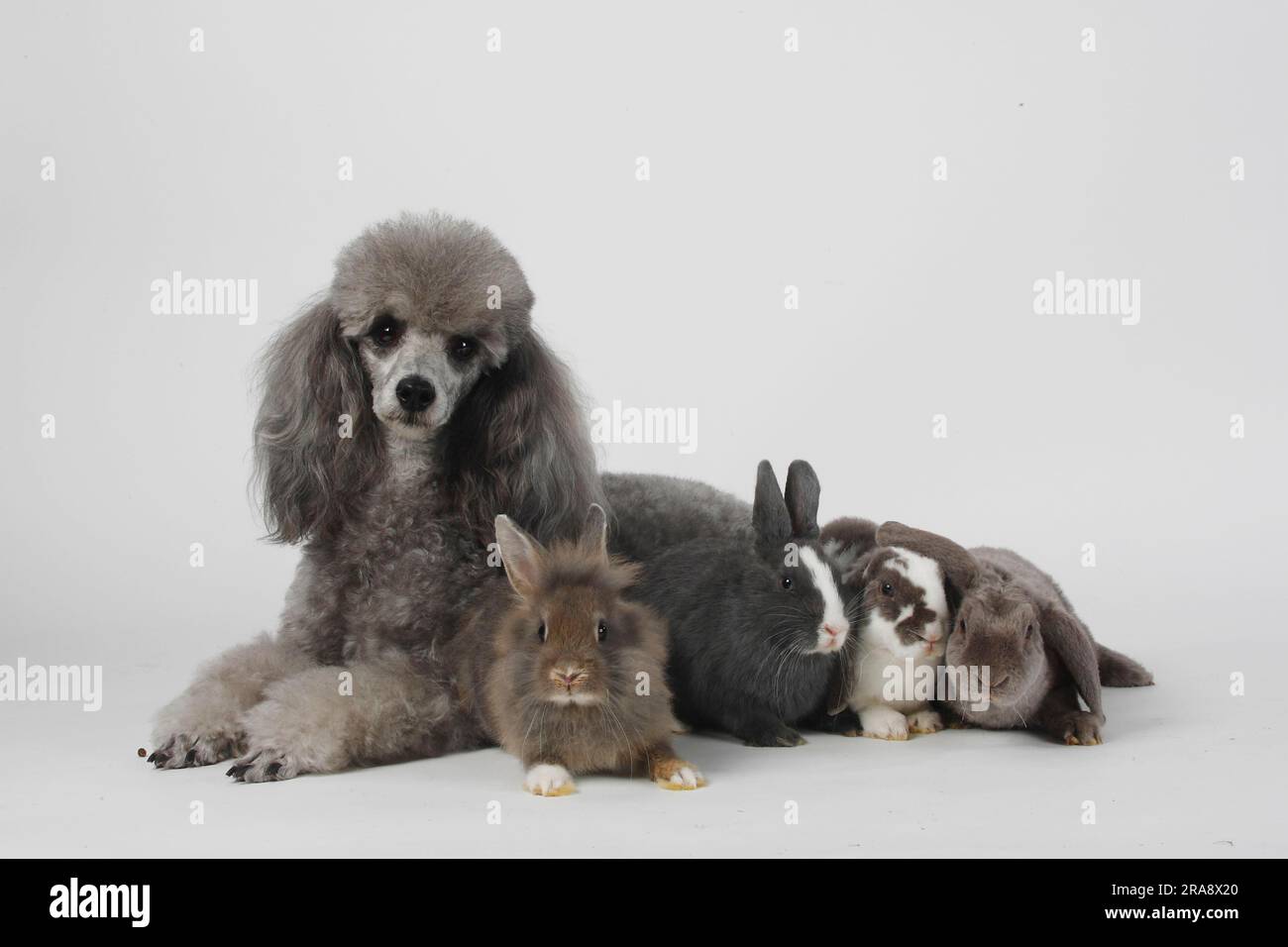 Small poodles, silver with dwarf rabbits, lion's mane dwarf rabbits and ...
