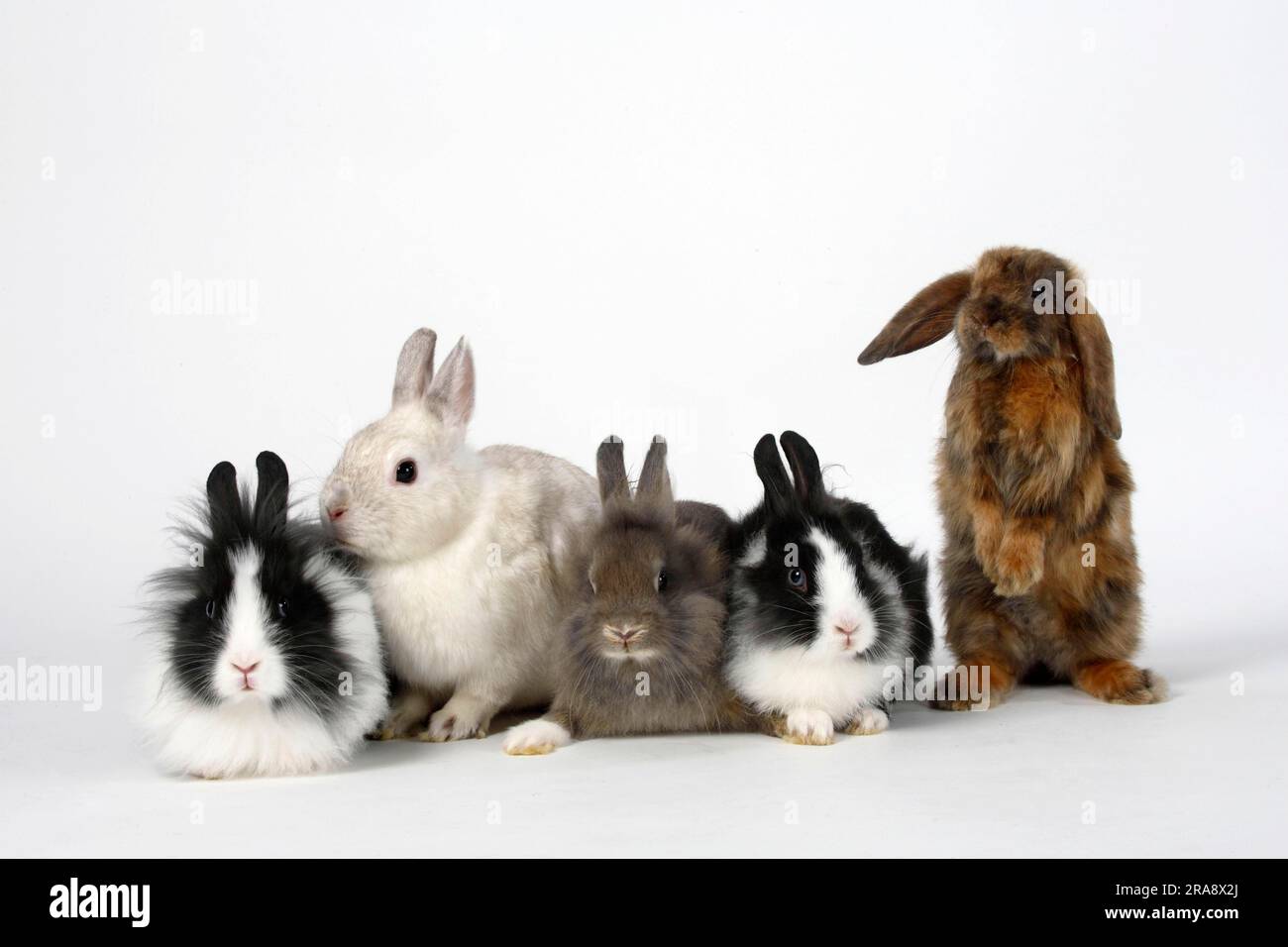 Lion's mane dwarf rabbit, black and white and pearlfee, 13 weeks, dwarf rabbit, colour dwarf