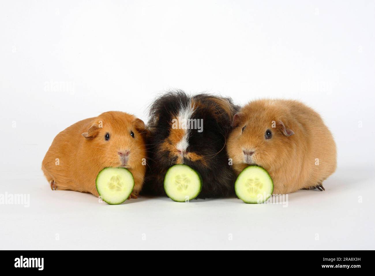 Smooth-armed guinea pig, Texel guinea pig and teddy guinea pig, cucumber slice, snake cucumber Stock Photo