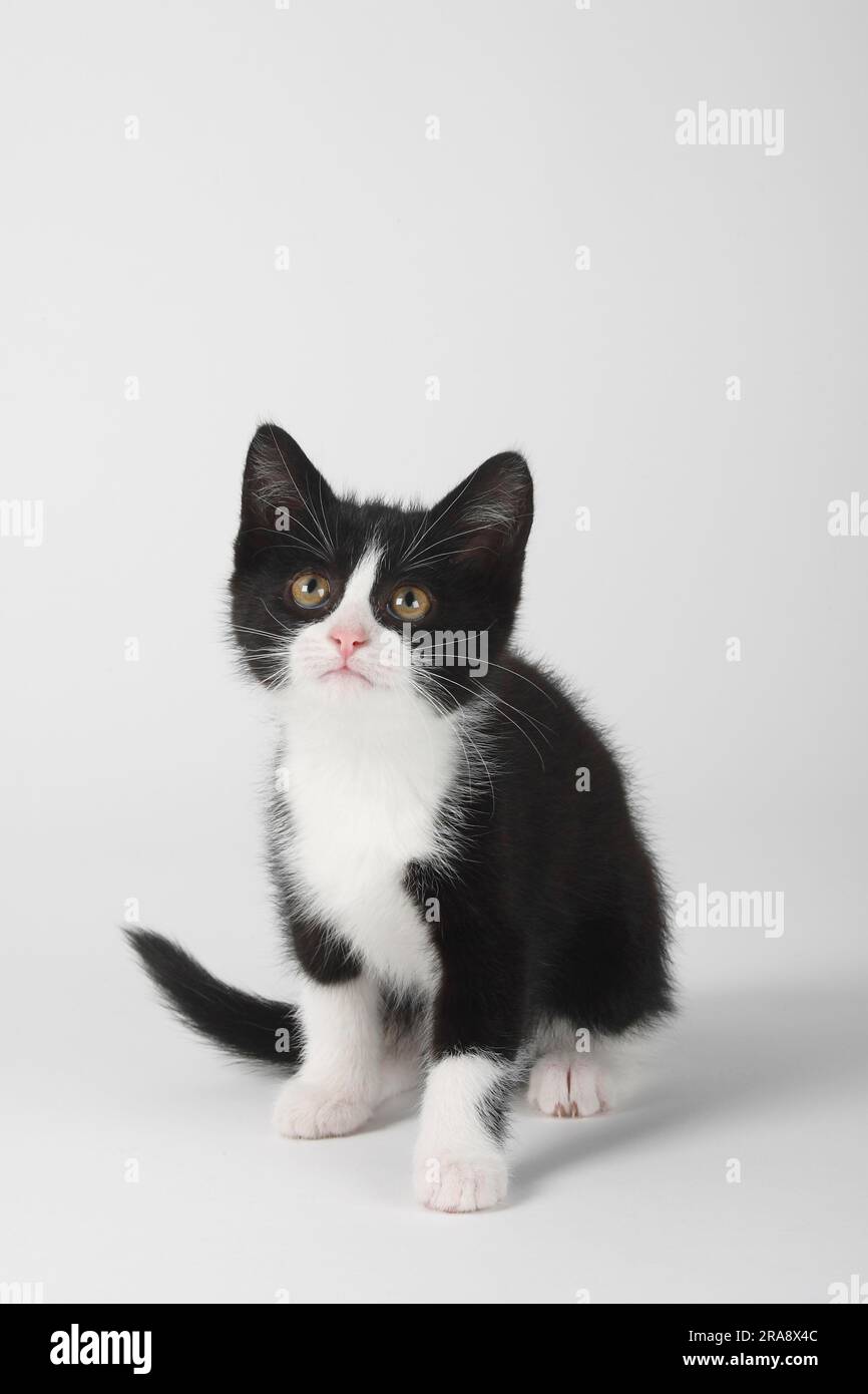Domestic cat, kitten, 8 weeks Stock Photo Alamy