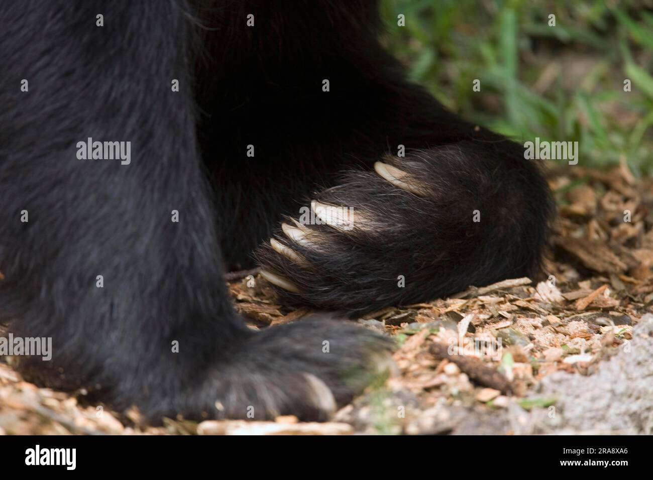 Spectacled bear (Tremarctos ornatus), paw and claws, Ecuador Stock Photo