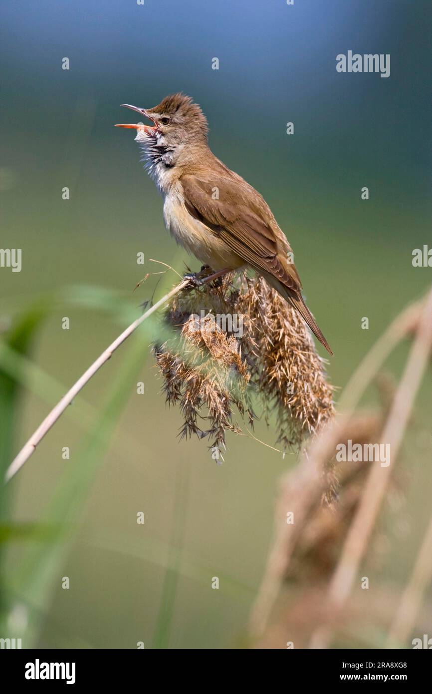 Great Reed Warbler (Acrocephalus arundinaceus), lateral, Greece Stock ...